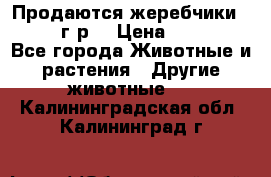 Продаются жеребчики 14,15 16 г.р  › Цена ­ 177 000 - Все города Животные и растения » Другие животные   . Калининградская обл.,Калининград г.